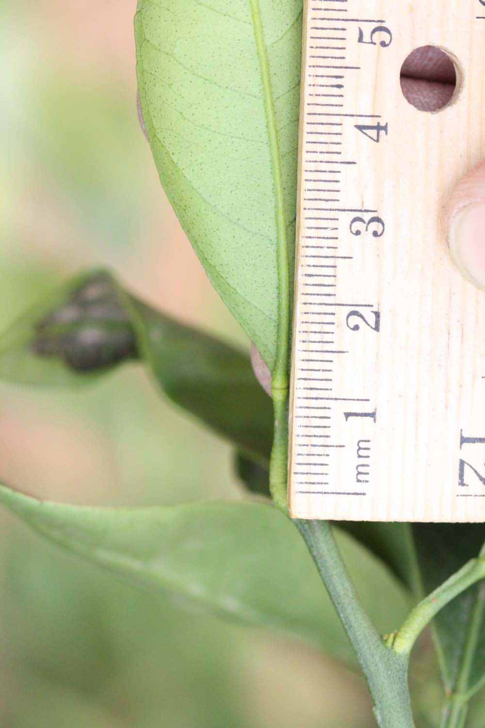              Unifoliolate leaf (Riverside, CA)       